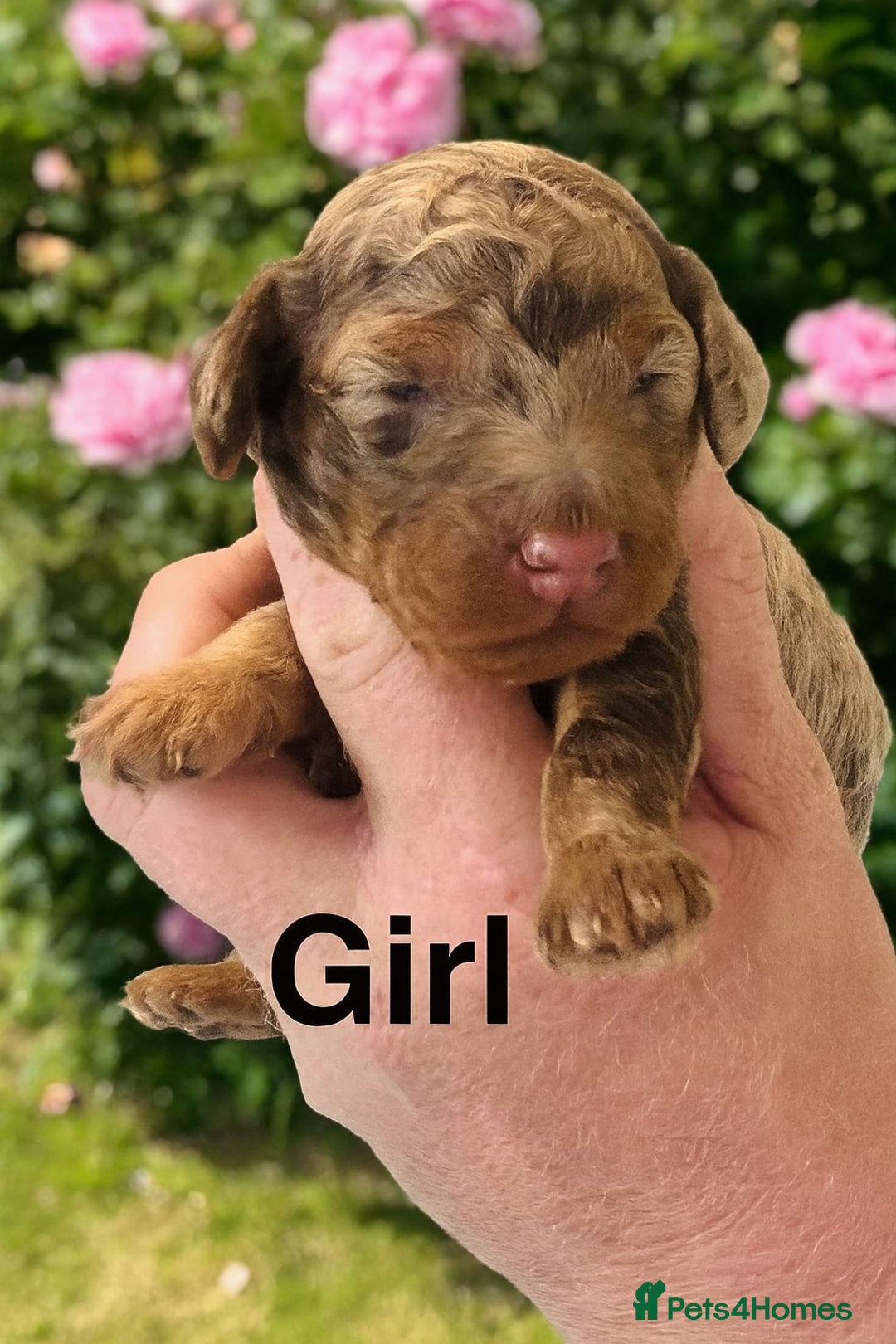 Cockapoo dogs for sale: DNA TESTED Cockapoo puppies, ready 22nd October  - Image 3