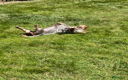 Miniature Dachshund dogs for sale: Miniature Daschund - Image 13