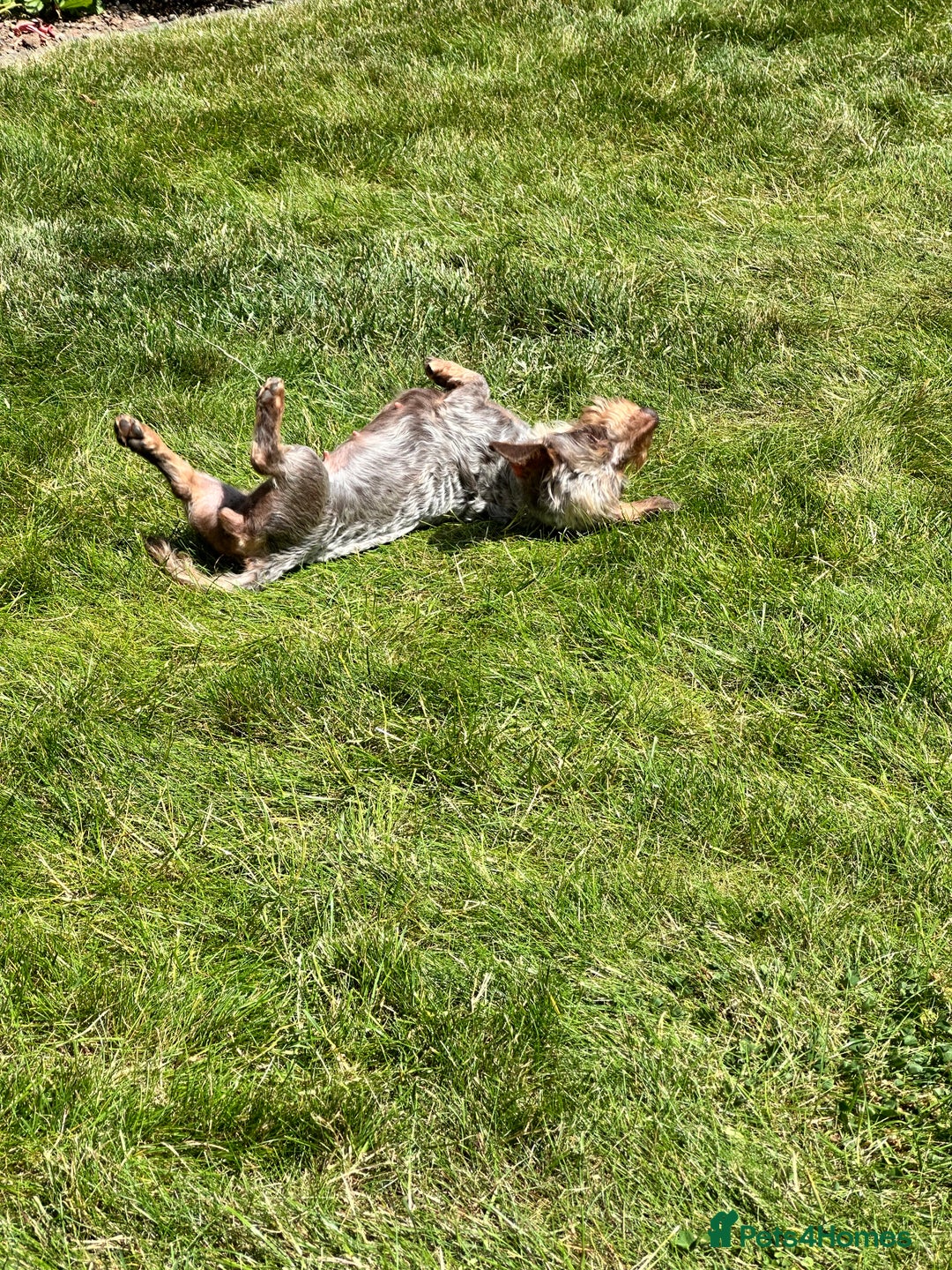 Miniature Dachshund dogs for sale: Miniature Daschund - Image 13