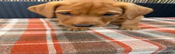 Labrador Retriever dogs for sale: Fox red Labrador  - Advert 11
