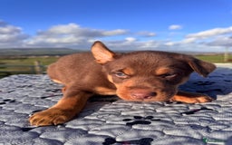 Australian Kelpie dogs for sale: Australian Kelpie Puppies WKC Registered - Image 34
