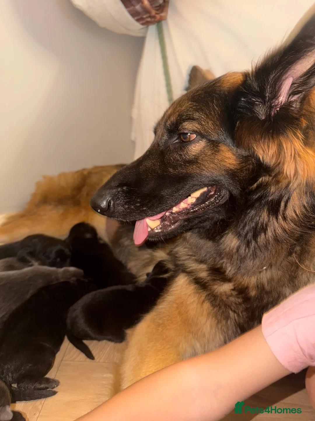 German Shepherd dogs for sale: German Sheperd puppies ✨ - Advert 36
