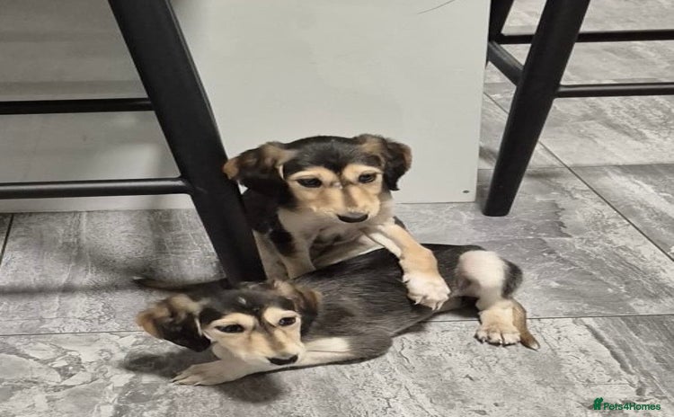 Saluki dogs - Advert 8