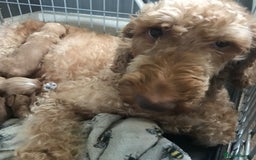 Mixed Breed dogs for sale: Health tested Australian Labradoodles - Image 12