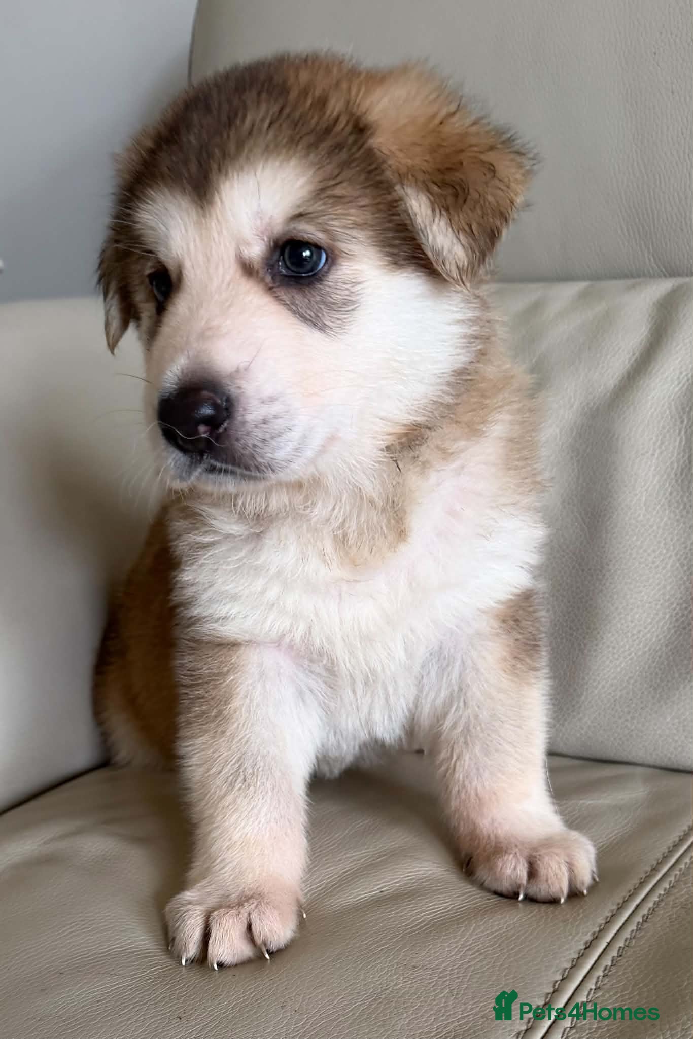 German Shepherd dogs  Pedigree German Shepherd pups straight backed - Advert 2