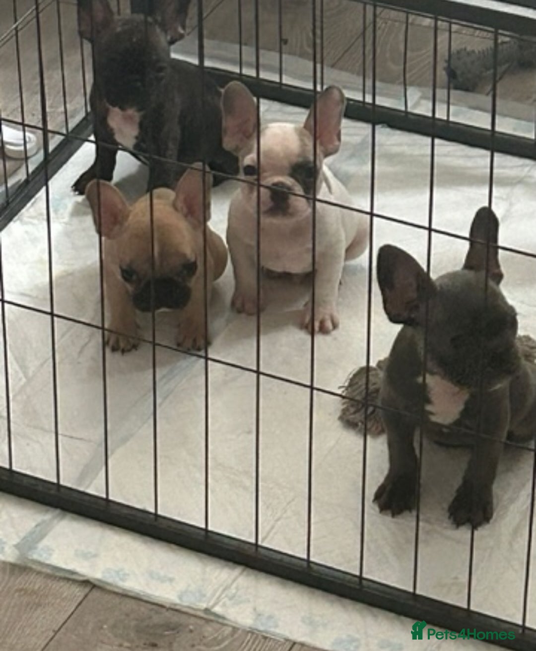 French Bulldog dogs for stud: Digbert loves Bitches 😍 - Image 3