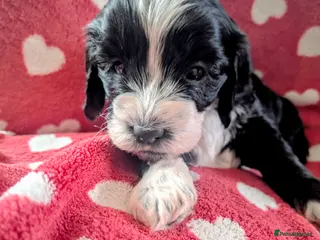 Cockapoo dogs F2 cockapoo puppies for sale . - Advert 17