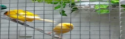 Canaries birds for sale: Yorkshire canaries for sale in Widnes - Advert 2