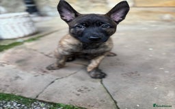 Belgian Shepherd Dog dogs for sale: Dutch herder puppies  - Image 33