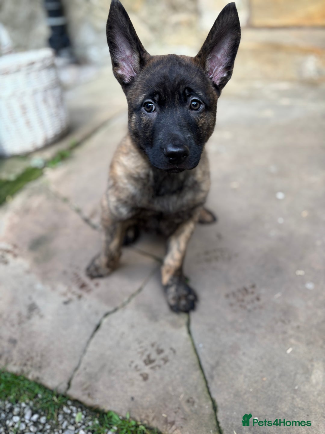Belgian Shepherd Dog dogs for sale: Dutch herder puppies  - Image 33