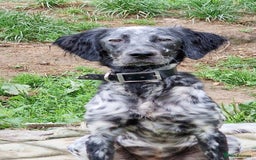 English Setter dogs for adoption: Dharma - Image 9