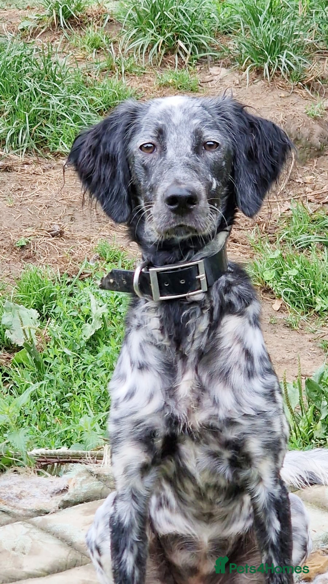 English Setter dogs for adoption: Dharma - Image 9