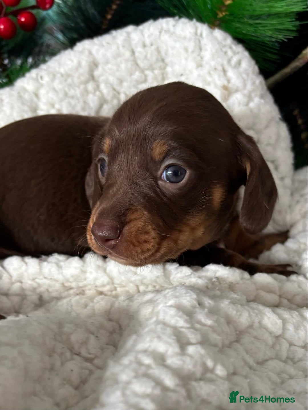 Miniature Dachshund dogs for sale: Pure bred Miniature Dachshund Puppies - Advert 4