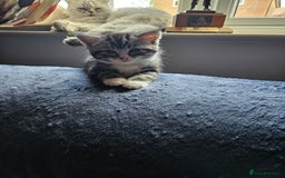 Mixed Breed cats for sale: Chinchilla Persian cross kittens  - Image 2