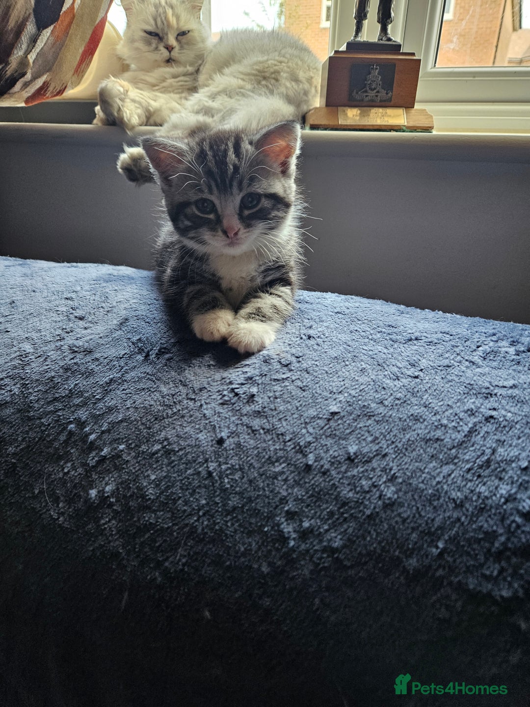 Mixed Breed cats for sale: Chinchilla Persian cross kittens  - Image 2