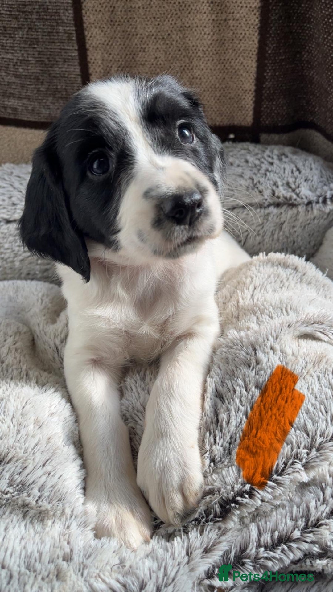 English Springer Spaniel dogs for sale: Quality ESS KC Reg Health Tested Parents 5⭐️ - Image 4