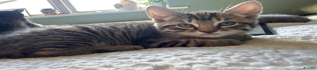 Mixed Breed Kitten 3