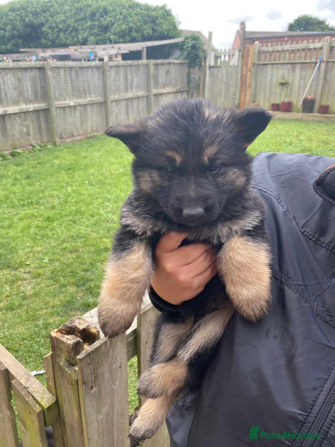 German Shepherd dogs for sale: Ready to leave 🐾 GSD Puppies - Image 26