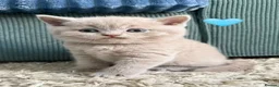 British Shorthair cats for sale: Cuteness beautiful British Shorthair kittens - Advert 10