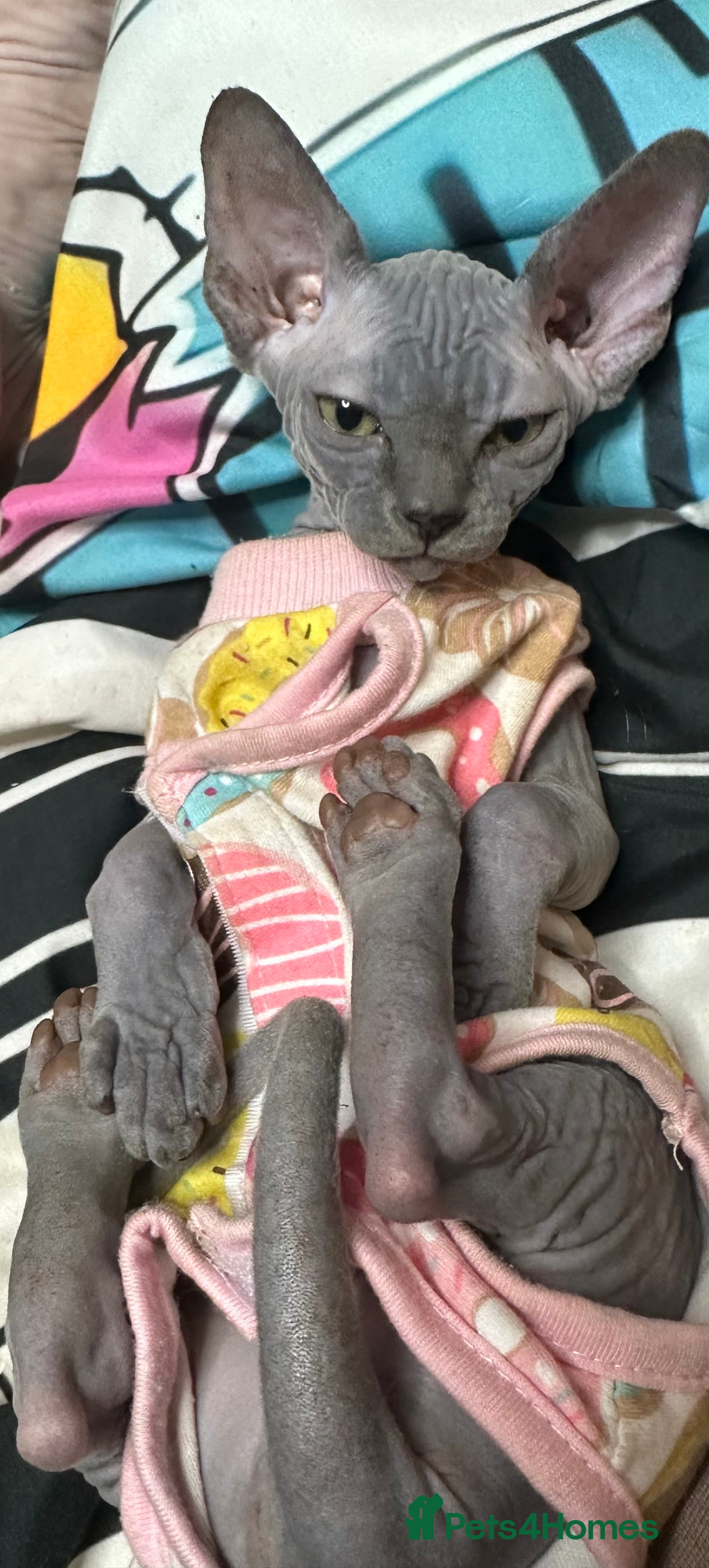 Sphynx cats LOVING SPHYNX KITTENS READY TO GO🤍 - Advert 1