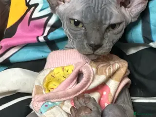Sphynx cats LOVING SPHYNX KITTENS READY TO GO🤍 - Advert 1