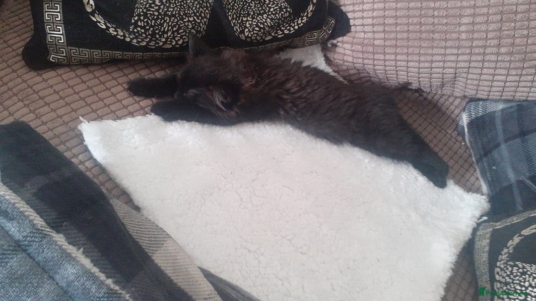 Mixed Breed cats for sale: 2 gorgeous boys for rehome - Advert 7