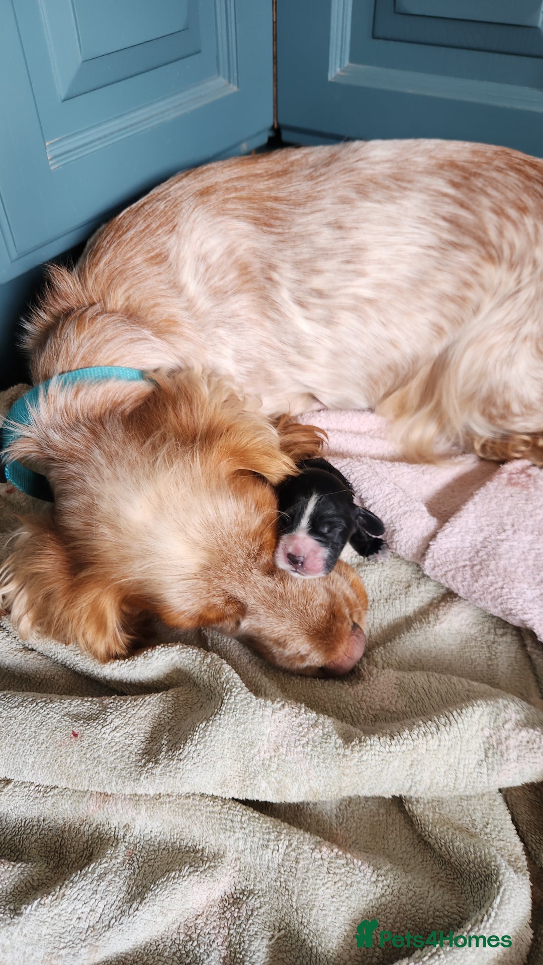 Cocker Spaniel dogs for sale: KC reg Cocker Spaniel Puppies. 1 Black Boy left - Image 6