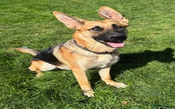 German Shepherd dogs for sale: Male German Shepherd Puppy  - Image 3