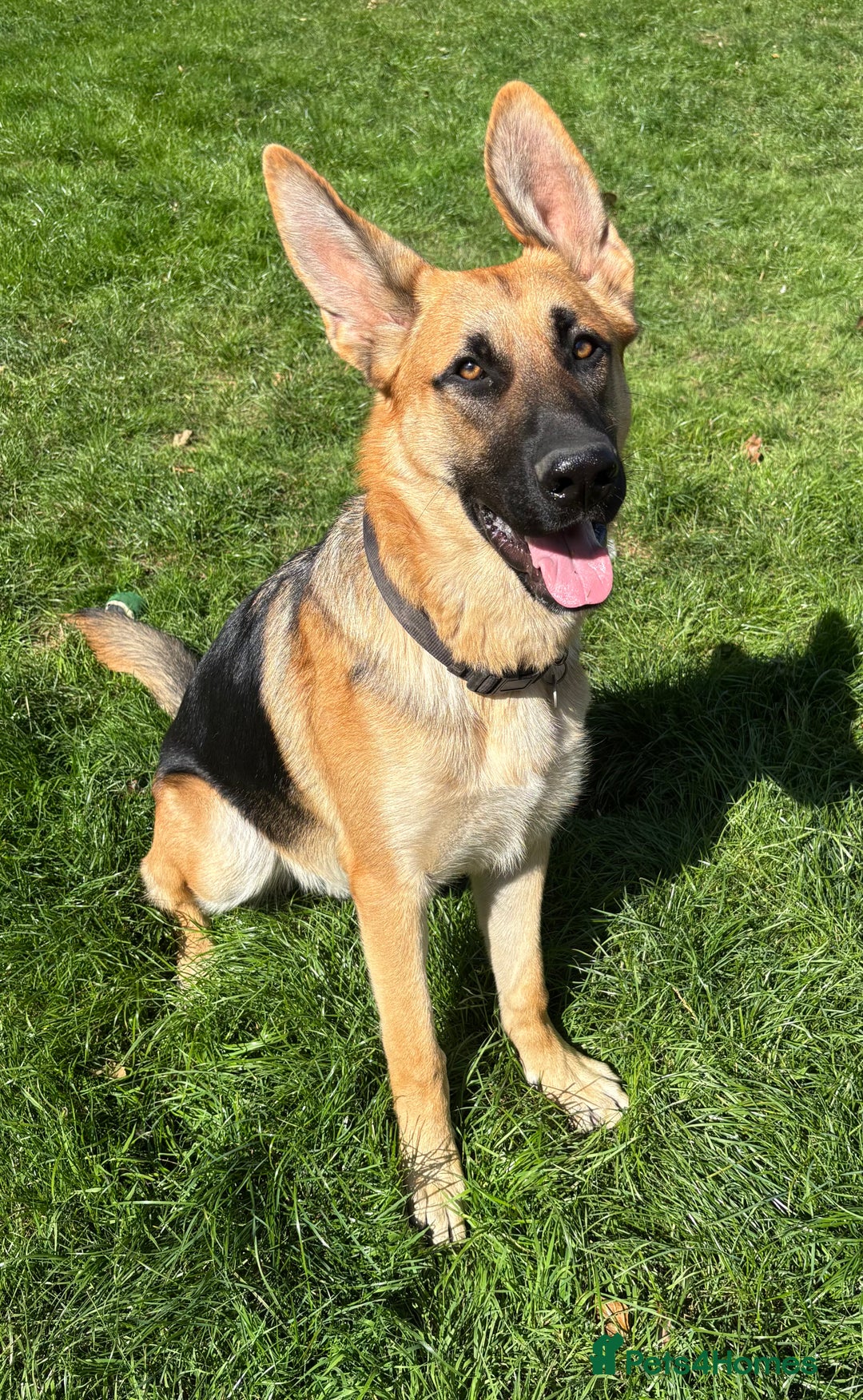German Shepherd dogs for sale: Male German Shepherd Puppy  - Image 3
