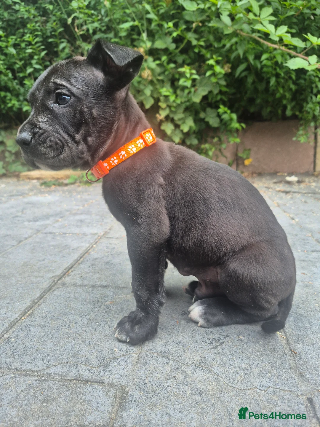 Presa Canario dogs for sale: Presa Canario Puppies ♥️  - Advert 2