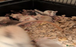 Rat rodents for sale: Adorable Dumbo and Fancy Rats - Image 5