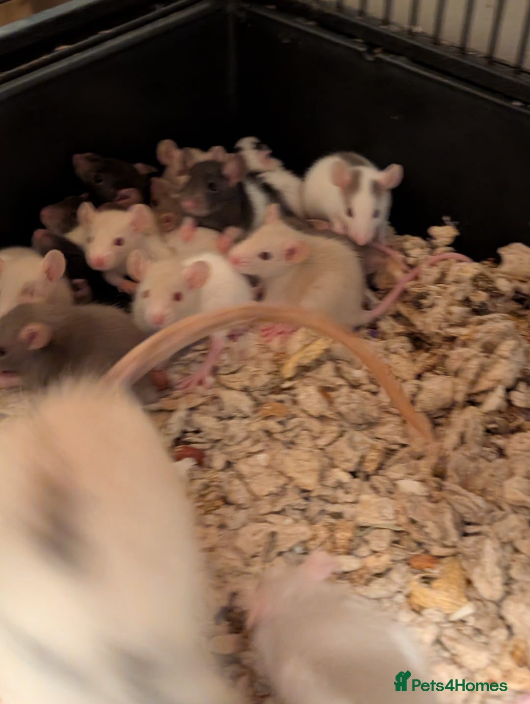 Rat rodents for sale: Adorable Dumbo and Fancy Rats - Image 5