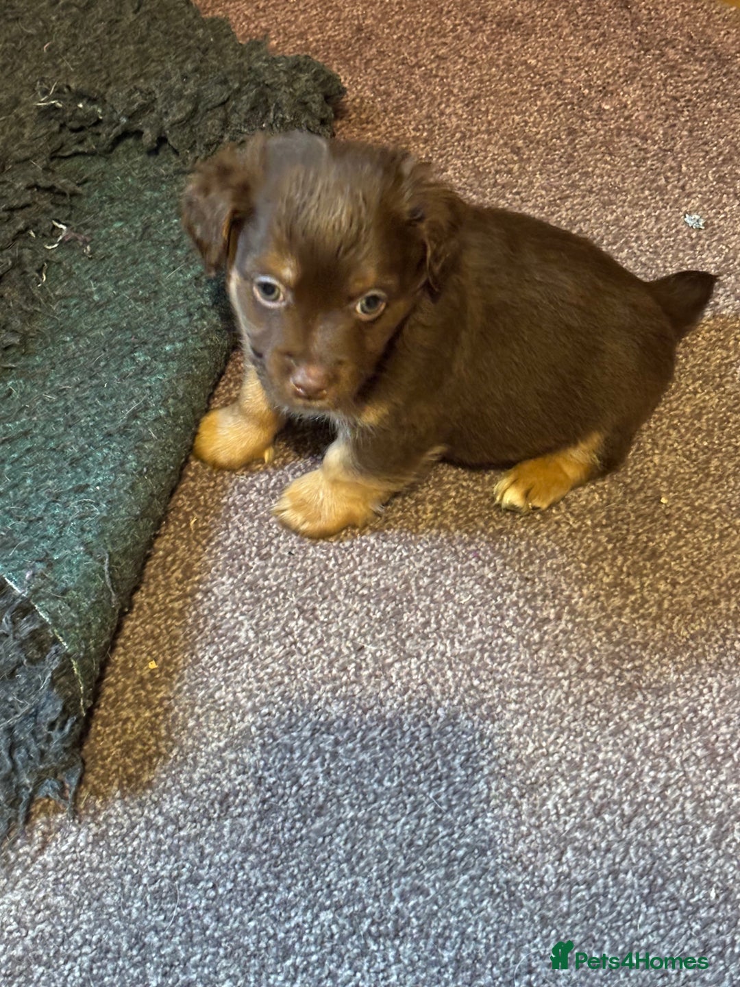 Jack Russell dogs for sale: Trad.family short legged short hair- ready!! - Advert 17