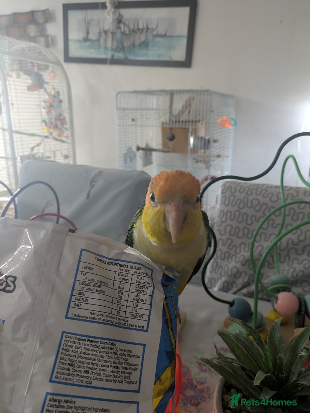 Parrots birds for sale: Black headed and yellow headed caiques babies - Advert 7