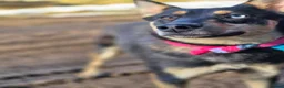 Mixed Breed dogs for adoption: ❤️🐶 CHLOE – THE KIND OF DOG EVERYONE DREAMS OF in Swindon - Advert 6