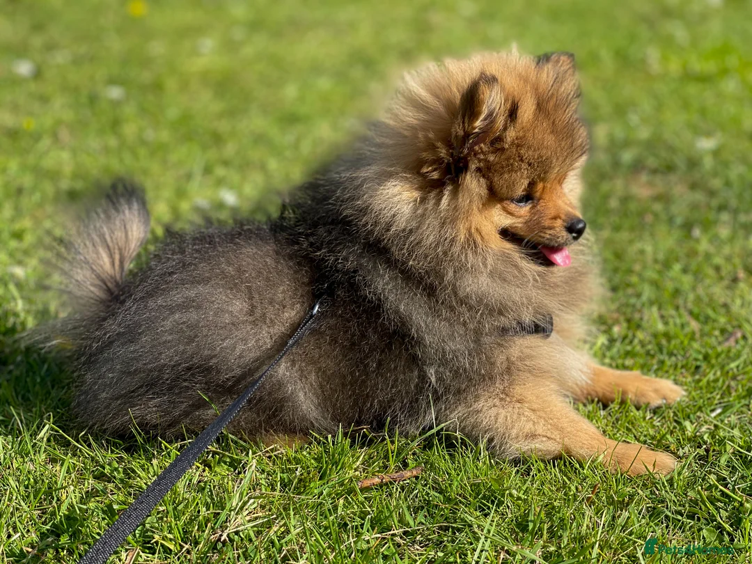 Pomeranian dogs for stud: Orange Sable Pomeranian for Stud in Cheltenham - Advert 9
