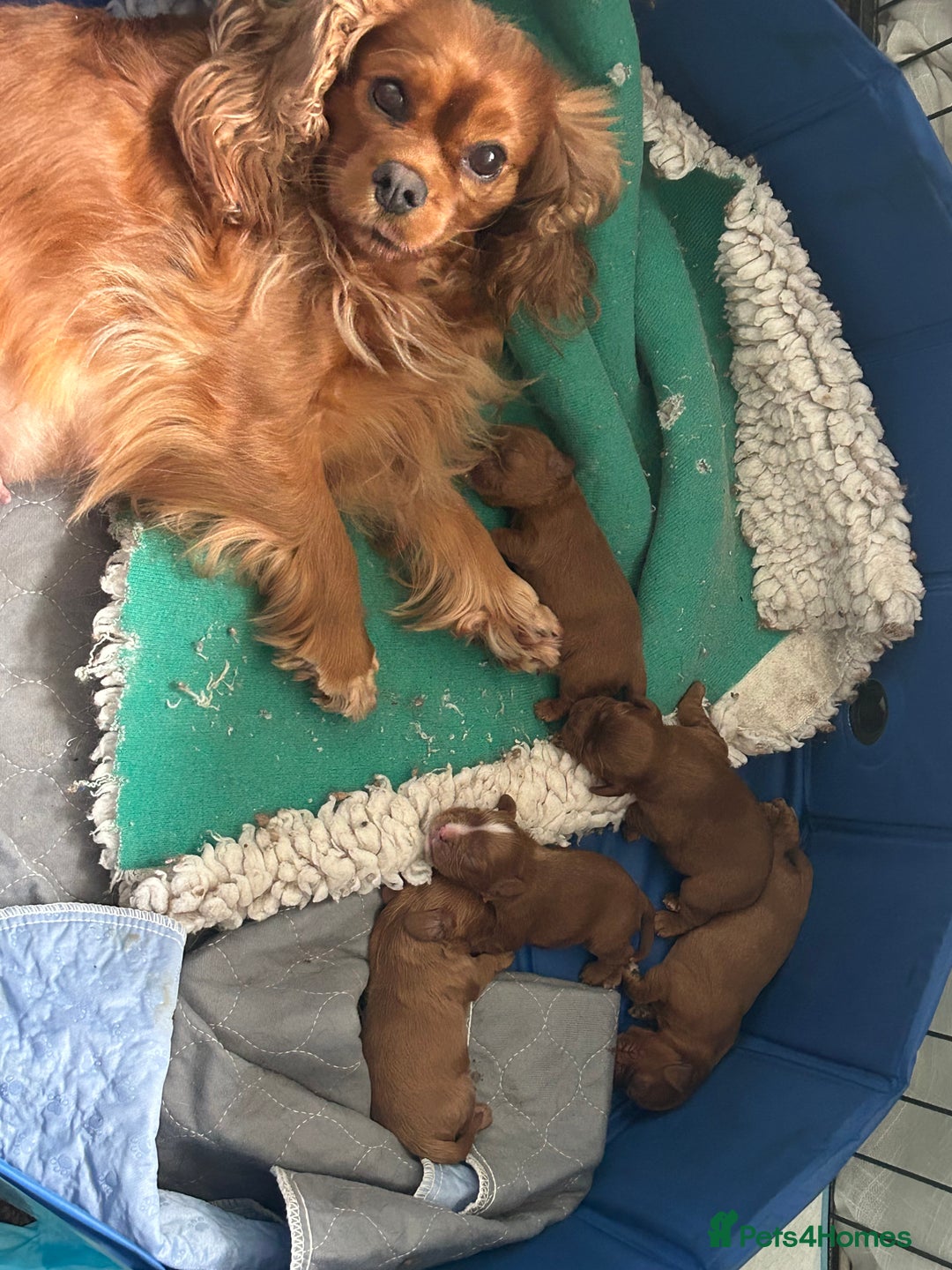 Cavalier King Charles Spaniel dogs for sale: Cavalier King Charles male kc reg - Advert 2