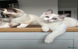 Ragdoll cats for sale: Registered Ragdoll kittens for sale - Image 21