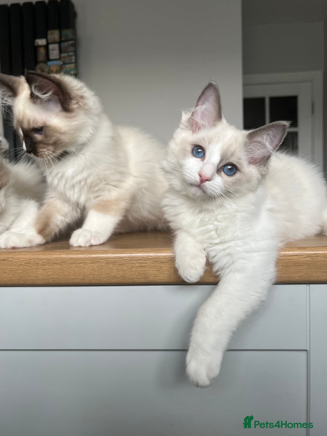 Ragdoll cats for sale: Registered Ragdoll kittens for sale - Image 21