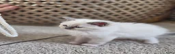 Ragdoll cats for sale: Zamir Ragdoll Family - Advert 5