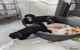 Mixed Breed dogs for sale: Cavapoochon puppies Ready now  - Image 5