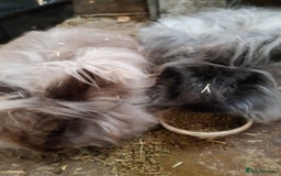 Angora rabbits for sale: Angora bunnies, mother and daughter - Image 8