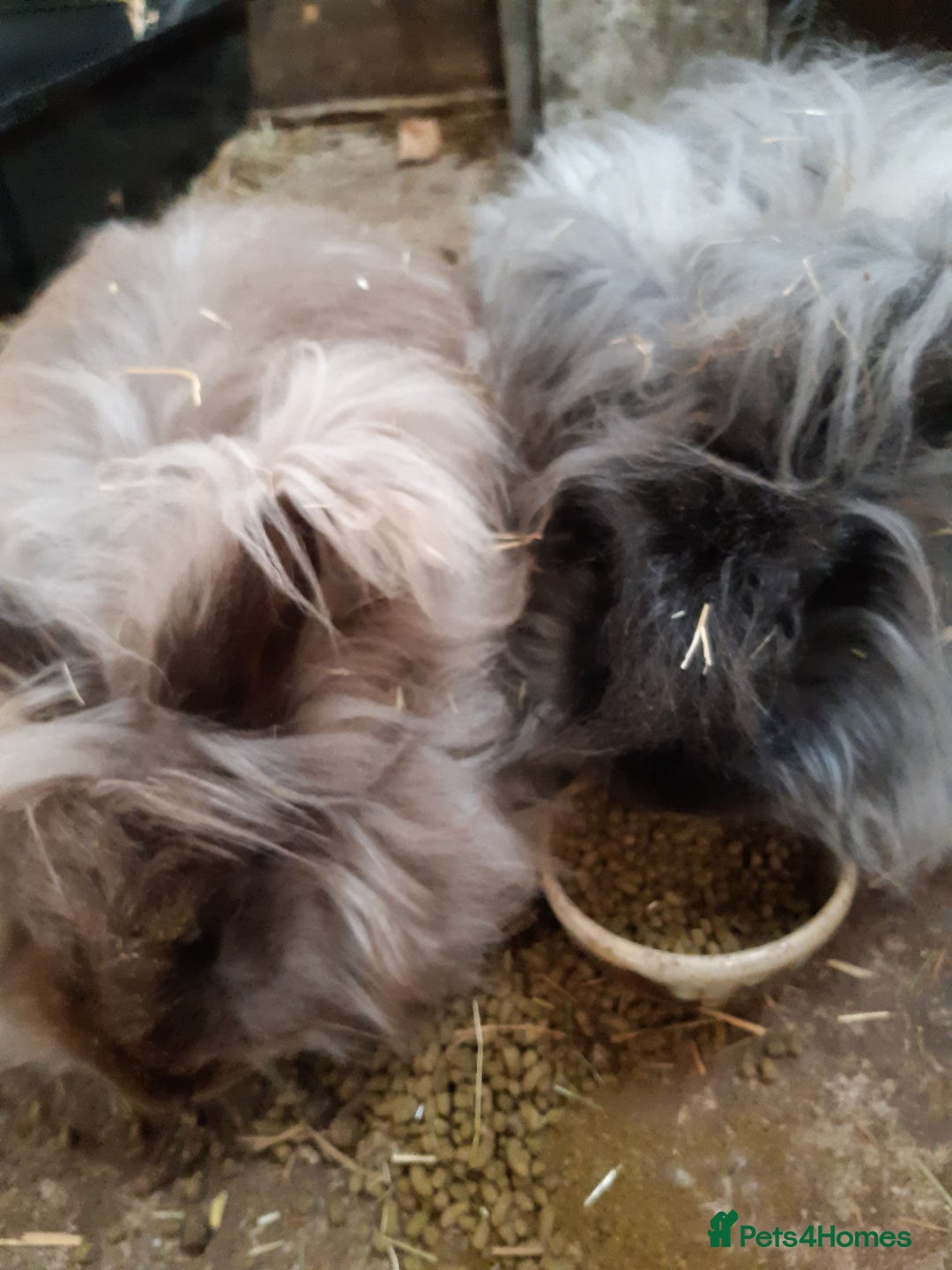 Angora rabbits for sale: Angora bunnies, mother and daughter - Image 8