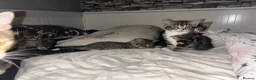 Mixed Breed cats for sale: 4 beautiful kittens ready to go now - Advert 6
