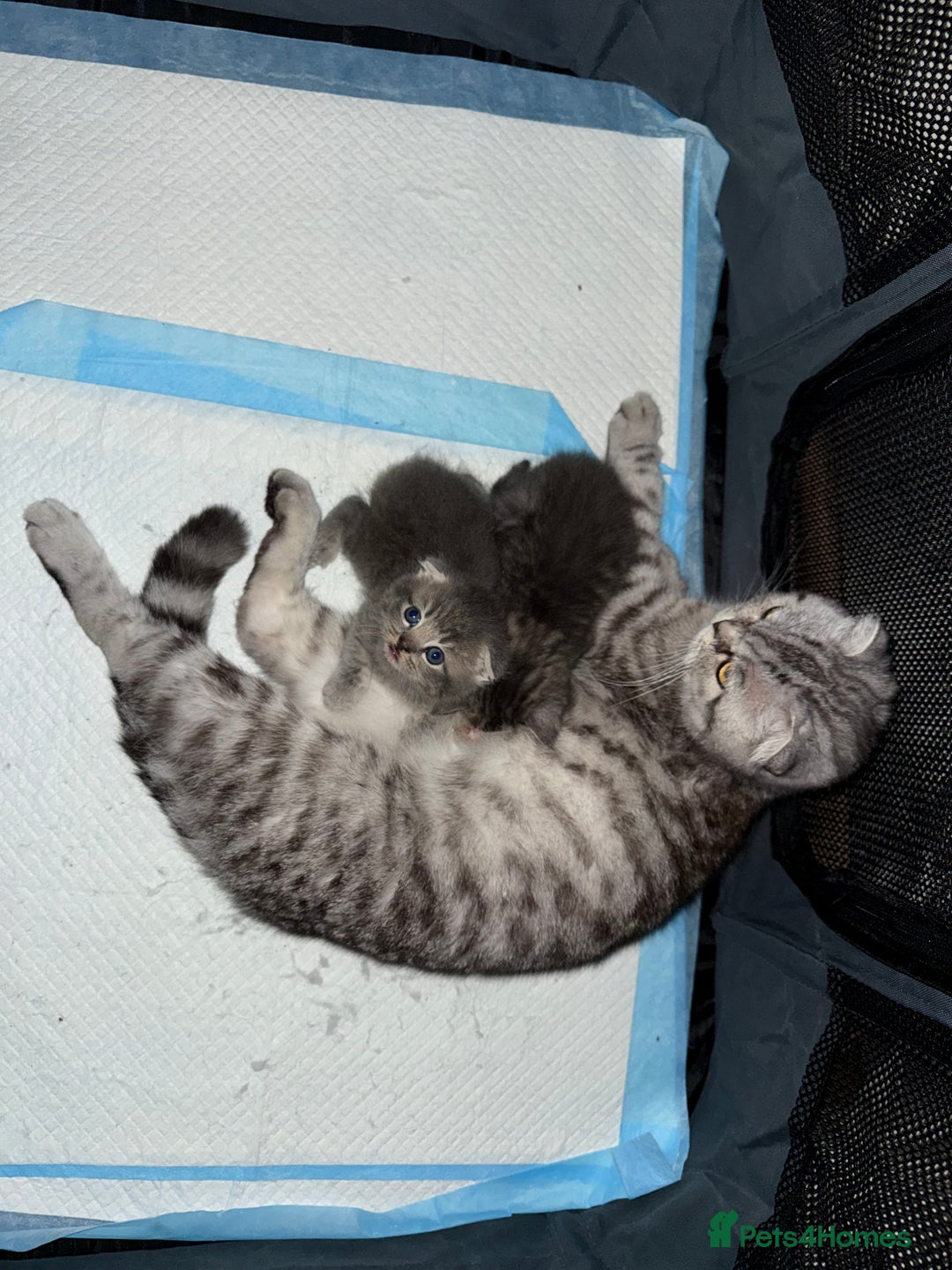 Scottish Fold cats for sale: Scottish fold kittens looking for new home! - Advert 4