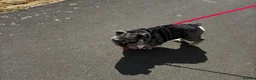 English Bulldog dogs for sale: 3 year old British bulldog  - Advert 5