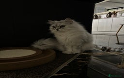 Persian cats for sale: 2 year old male Persian doll face chinchilla  - Image 6
