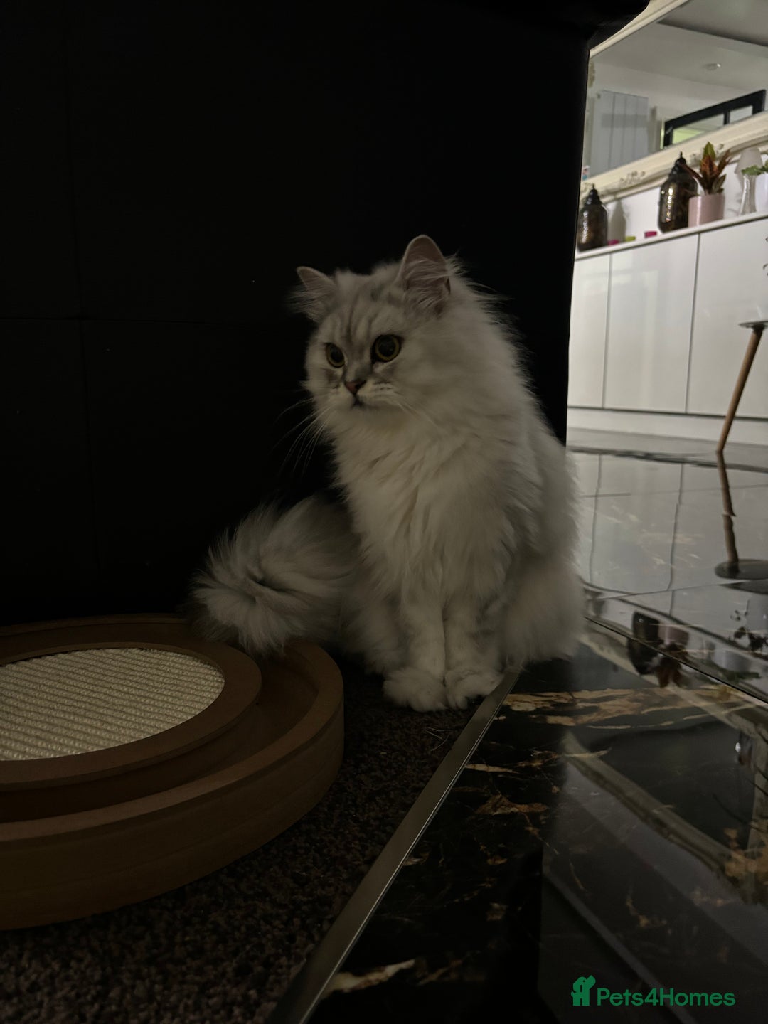 Persian cats for sale: 2 year old male Persian doll face chinchilla  - Image 6