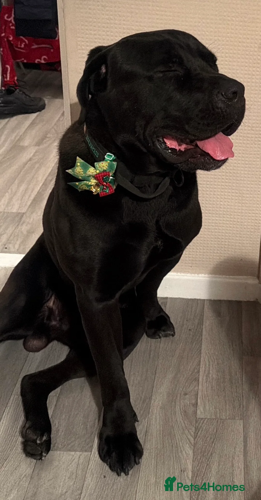 Cane Corso dogs for adoption: Boris - Advert 8