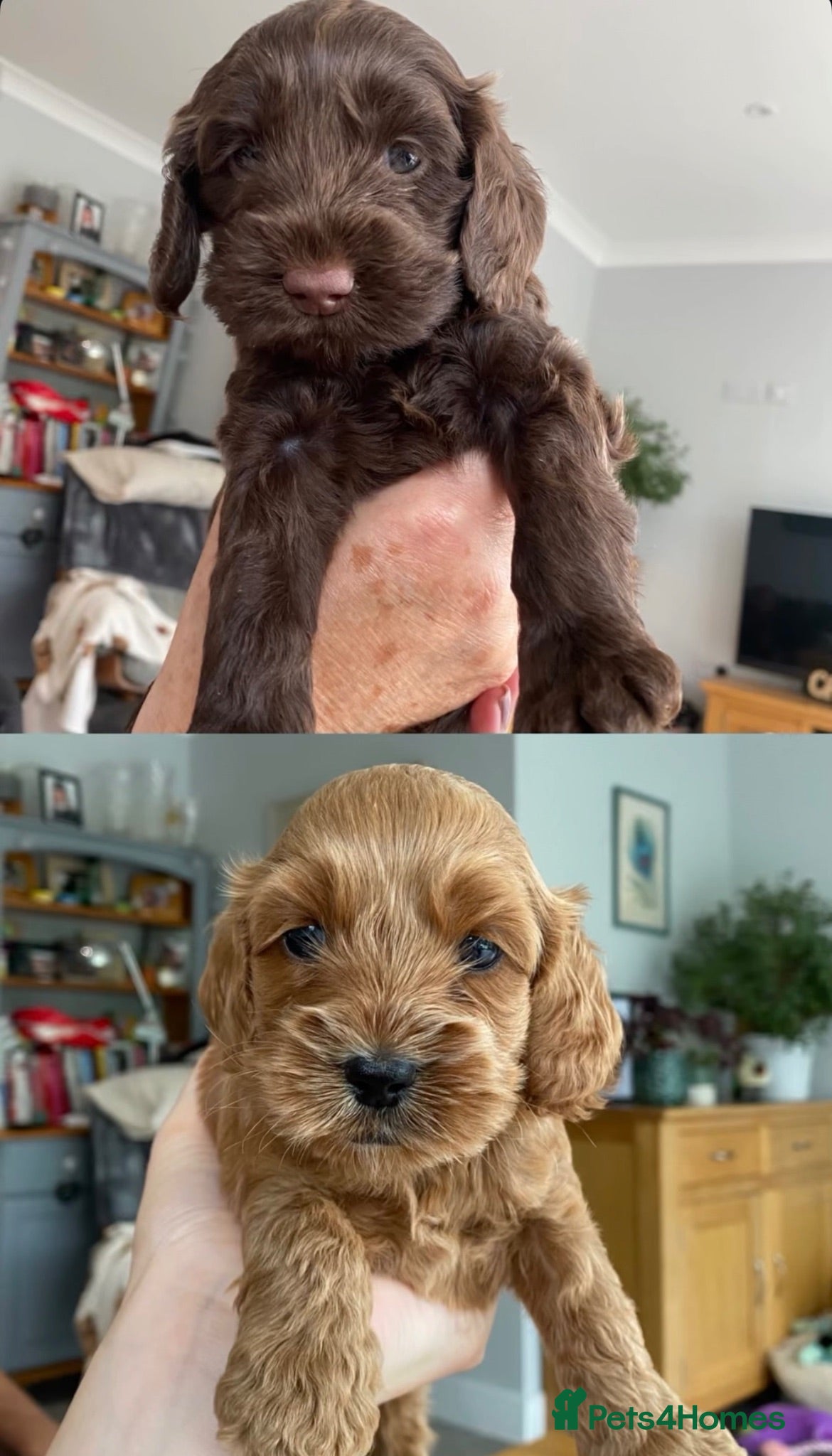 Cockapoo dogs Two beautiful puppies - Advert 3